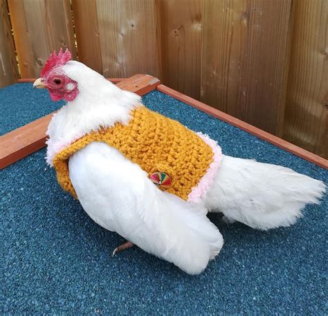 chicken outfits for hens|sweaters for chickens to wear.